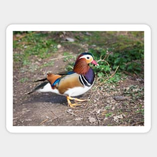 Mandarin Duck Sticker